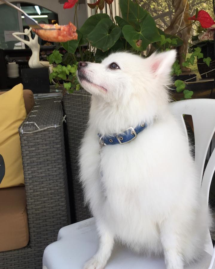 Bellagio Pets Friendly Resort Χονγκ Κονγκ Εξωτερικό φωτογραφία